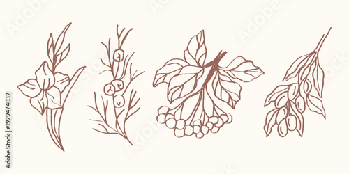 Botanical illustration of four plant species with detailed foliage and stems