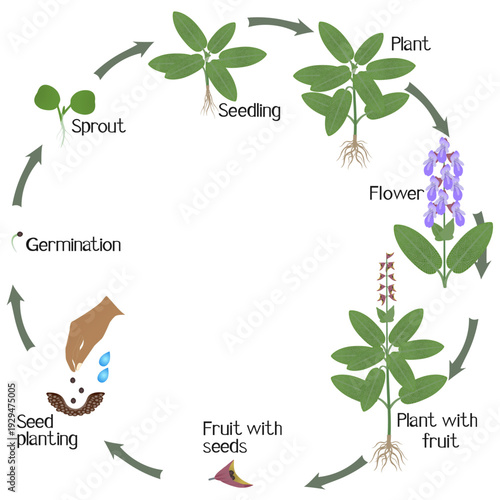 A growth cycle of sage plant on a white background..eps