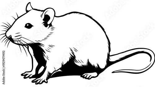 A black and white illustration depicting a rodent with whiskers and a long tail