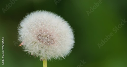 Ripe fruit of Taraxacum officinale. Dandelion on the street under raindrops. Close-up dandelion seed head with fluffy white pappus before dispersal. Delicate puffball outdoors, wind-ready seeds