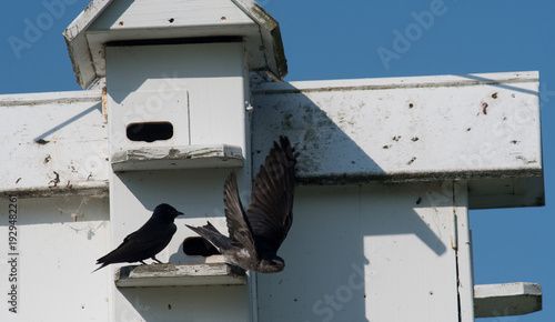 Purple Martin taking of from the birdhouse