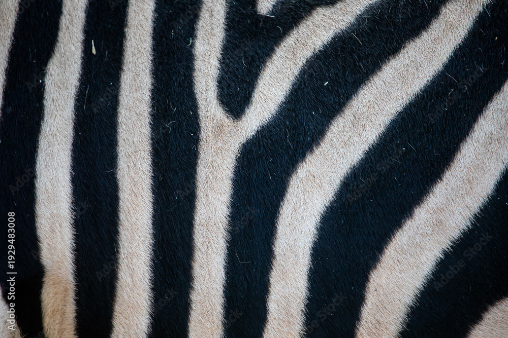 Fototapeta premium Zebra Stripes Close-up