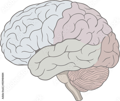 Vivid anatomical illustration of the human brain with color-coded lobes, representing cognitive function, intelligence, thought processes, memory, and neural pathways