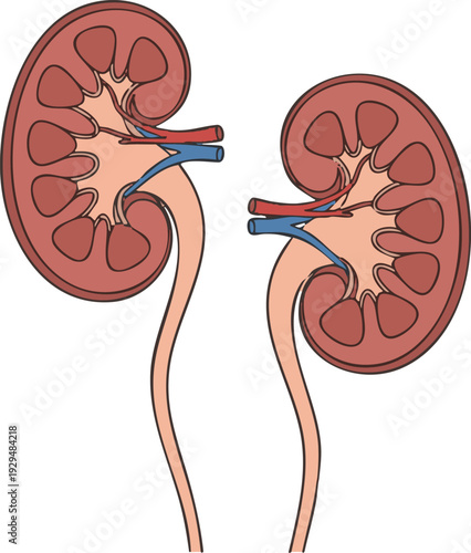 An illustration of two kidneys with their ureters, showing the internal structures and blood vessels in a clear, anatomical representation