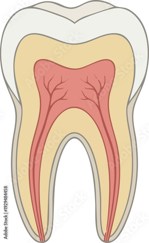 Detailed anatomical illustration of a healthy human tooth showing enamel, dentin, pulp, and root structure, essential for educational and medical purposes