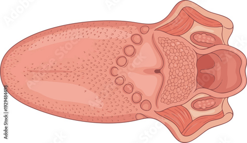 Anatomical illustration of the human tongue, depicting its dorsal surface, taste buds, and papillae. An educational diagram for studying oral anatomy and the physiology of taste