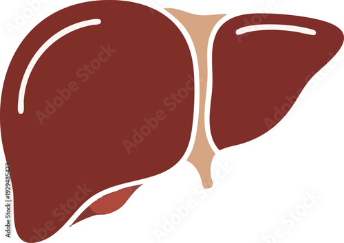 Illustration of the human liver, a vital organ in the abdomen, shown in a simple, clear graphical representation