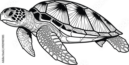 Sea turtle vector illustration, black and white marine animal line art on white background, nautical wildlife graphic for ocean conservation.