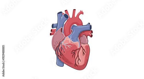 Anatomical illustration of a human heart, depicting its complex structure and circulatory system for medical and educational purposes