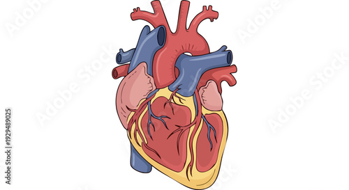 An anatomical illustration of the human heart, highlighting its chambers, valves, and major blood vessels for medical study and educational purposes