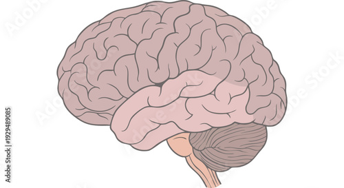 Detailed vector illustration of the human brain, showcasing intricate neurological anatomy and cognitive structures for medical, scientific, and educational purposes