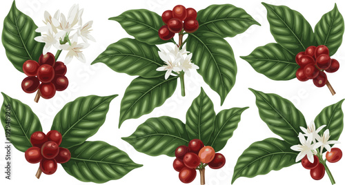 Vintage botanical coffee branch illustration set with ripe red coffee cherries green leaves and white blossoms for organic cafe branding and agriculture design.