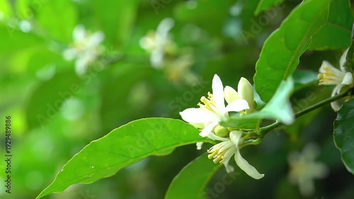 Perfume plant flowers blooming in a green garden, a serene natural environment captured in a close-up video.