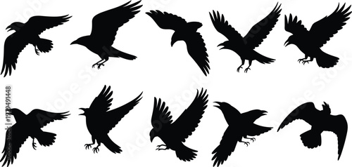 Black raven and crow silhouettes collection, flying bird poses set, detailed vector illustration isolated on white background