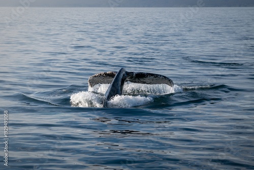 фотографія Humpback whale tail fluke diving into the ocean, Beagle Channel, Ushuaia