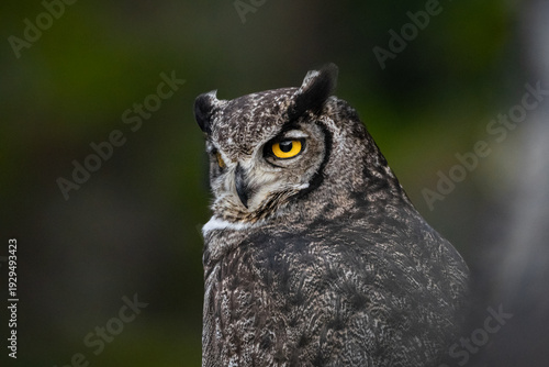 Tableau sur toile Portrait Tucuquere or Magellanic Horned Owl (Bubo magellanicus) perched on a bra