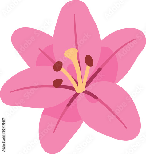Pink lily blossom with visible reproductive organs isolated on white background