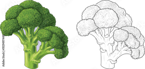 Broccoli illustration and outline set. Realistic green vegetable and black white line art. Fresh organic broccoli isolated on transparent background.