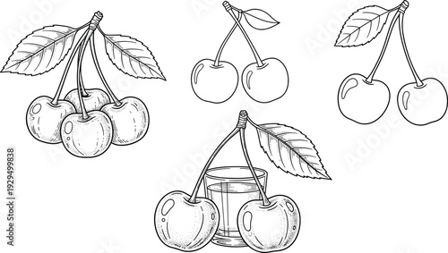 Cherry sketch vector set. Hand drawn vintage cherries with leaves and jar. Black and white fruit illustration isolated on white background.
