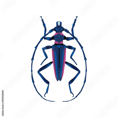 Metallichroma Excellens Konduanum Beetle Scientific Illustration