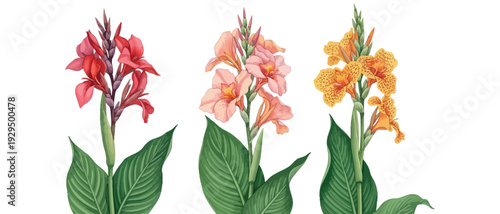 Vibrant Canna Lily Blooms in Watercolor A Trio of Tropical Flowers for Your Design Needs
