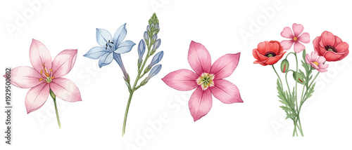 Watercolor floral set showcasing delicate pink, serene blue, and vibrant red flowers. Ideal for spring designs, wedding invitations, and botanical-themed creative projects