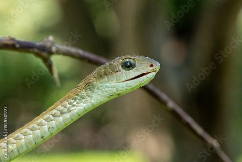Closeup of a beautiful female boomslang (Dispholidus typus), also known as a tree snake or African tree snake. Africa’s shy but deadly venomous snake