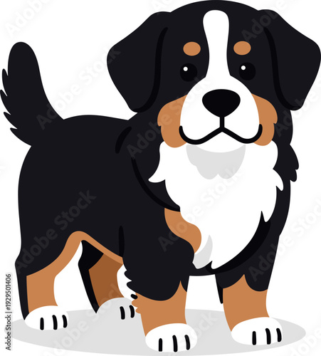 Cute bernese mountain dog standing on a white surface facing forward