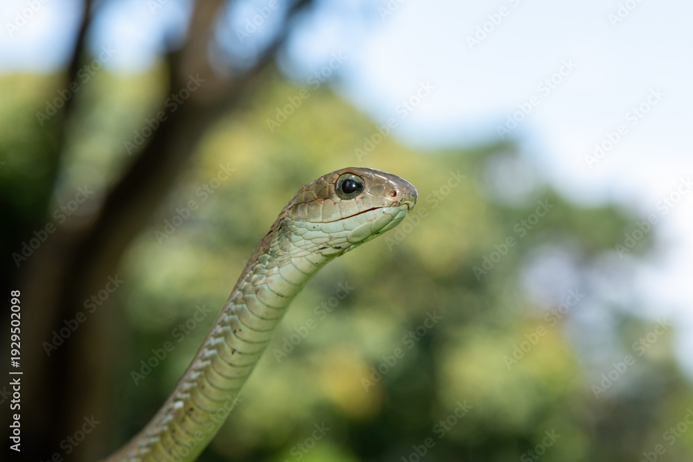 Naklejka premium Closeup of a beautiful female boomslang (Dispholidus typus), also known as a tree snake or African tree snake. Africa’s shy but deadly venomous snake