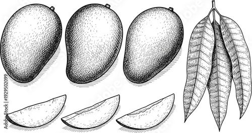 Mango engraving illustration set. Hand drawn whole mango, slices and leaves in vintage sketch style. Black and white botanical fruit isolated on transparent background.