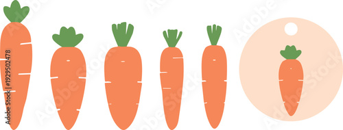 Minimal carrot size comparison vector set. Flat orange vegetable icons in different proportions. Simple organic root illustration isolated on white background.