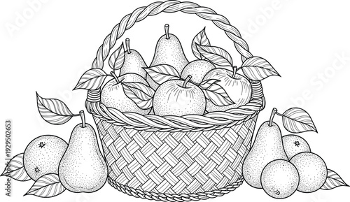 Pear basket vintage illustration. Hand drawn wicker basket with fresh pears and leaves. Black and white botanical engraving isolated on transparent background.