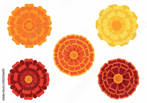 Set of colorful marigold flower illustrations in vibrant orange, red, and yellow hues, depicted from a top-down perspective