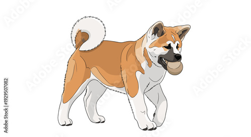 Large akita dog with a thick orange and white coat walking while carrying a ball in its mouth in a clean and stylish cartoon illustration.