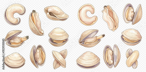 Watercolor illustration set of various fresh clams and mussels, perfect for seafood menus or culinary designs.
