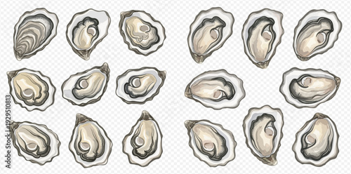 Fresh oysters vector illustration set, delicious seafood mollusk collection on transparent background.