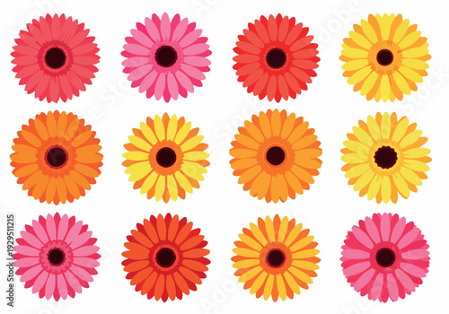 A cheerful collection of vibrant gerbera daisies in a spectrum of bright and beautiful colors, perfect for adding a touch of nature's beauty to any design project