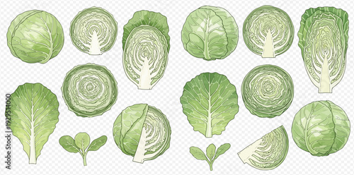 Watercolor illustration set of fresh green cabbage and lettuce varieties, whole and cut, on a transparent background.