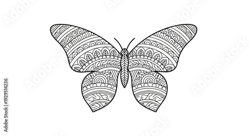 Detailed illustration of a butterfly.