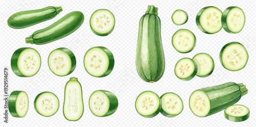Fresh green zucchini and sliced pieces, healthy organic vegetable set.