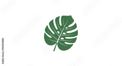Single Green Monstera Leaf Isolated.