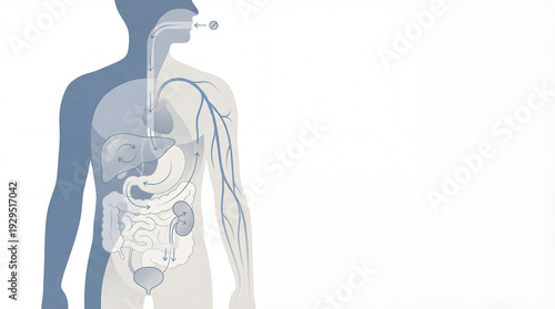 Visualizing a pill's transformative voyage through the body from ingestion to systemic integration and eventual removal