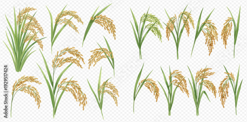 Set of rice plants with green leaves and golden grains, isolated on a transparent background, depicting harvest and agriculture.