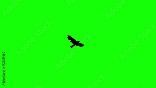A solitary silhouette of a bird soaring against a vibrant green background, emphasizing freedom