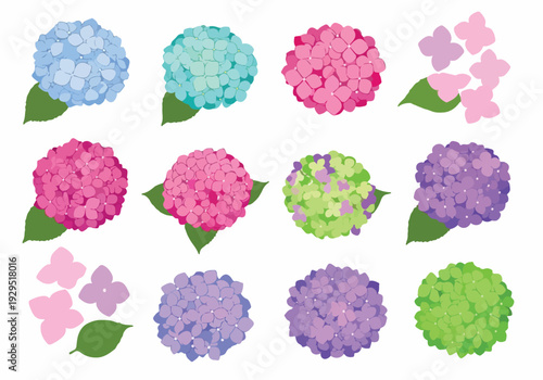 Collection of assorted hydrangea flowers in various colors and sizes, with green leaves, presented in a grid layout