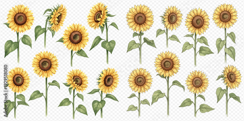 Collection of watercolor sunflowers with green stems and leaves, set on a transparent background, perfect for summer designs and natural themes.