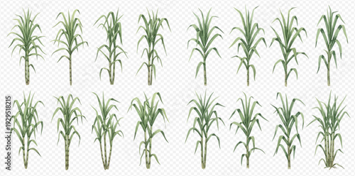 Set of fresh green sugarcane plants with leaves isolated on transparent background.