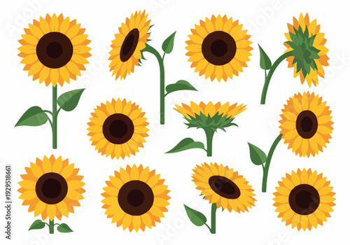 A collection of vibrant yellow sunflowers in various poses and orientations, capturing the beauty of nature's bloom