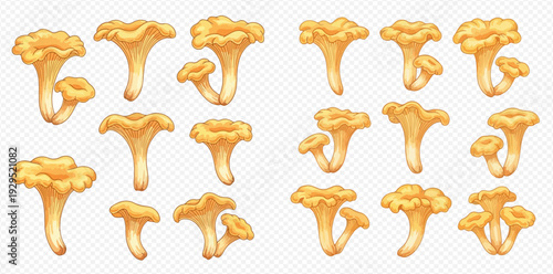 Chanterelle mushrooms set, edible forest fungi, healthy organic food ingredient, delicious gourmet cooking.