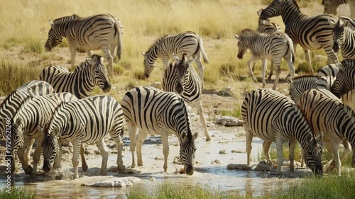 Close-up view of group of Zebras with a cute young foal drinking on river. Wild mammal animals of South Africa concept. Safari tourism. Wildlife of Tanzania. Migrating animals. Serengeti national park